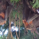 Dead grey-headed foxes hanging upside down in trees (Screenshot from a video by Wildlife Aid)